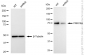 KD-Validated Anti-PRKCSH Rabbit Monoclonal Antibody