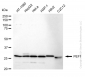 KD-Validated Anti-PEF1 Rabbit Monoclonal Antibody