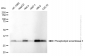 KD-Validated Anti-Phospholipid Scramblase 3 Rabbit Monoclonal Antibody