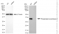 KD-Validated Anti-Phospholipid Scramblase 3 Rabbit Monoclonal Antibody
