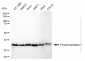KD-Validated Anti-Inorganic Pyrophosphatase 1 Rabbit Monoclonal Antibody