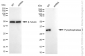 KD-Validated Anti-Inorganic Pyrophosphatase 1 Rabbit Monoclonal Antibody