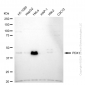 KD-Validated Anti-Pancreatic And Duodenal Homeobox 1 Rabbit Monoclonal Antibody