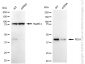 KD-Validated Anti-Pancreatic And Duodenal Homeobox 1 Rabbit Monoclonal Antibody