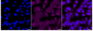 KD-Validated Anti-RAD21 Cohesin Complex Component Rabbit Monoclonal Antibody