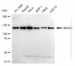 KD-Validated Anti-RAD21 Cohesin Complex Component Rabbit Monoclonal Antibody