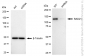 KD-Validated Anti-RAD21 Cohesin Complex Component Rabbit Monoclonal Antibody