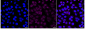 KD-Validated Anti-SCARB1 Rabbit Monoclonal Antibody