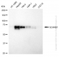 KD-Validated Anti-SCARB1 Rabbit Monoclonal Antibody