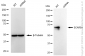 KD-Validated Anti-SCARB1 Rabbit Monoclonal Antibody