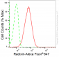 KD-Validated Anti-Radixin Rabbit Monoclonal Antibody