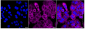 KD-Validated Anti-Radixin Rabbit Monoclonal Antibody