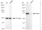 KD-Validated Anti-Radixin Rabbit Monoclonal Antibody