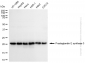 KD-Validated Anti-Prostaglandin E Synthase 3 Rabbit Monoclonal Antibody