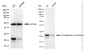 KD-Validated Anti-Prostaglandin E Synthase 3 Rabbit Monoclonal Antibody