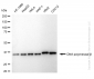 KD-Validated Anti-DNA Polymerase beta Rabbit Monoclonal Antibody