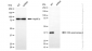 KD-Validated Anti-DNA Polymerase beta Rabbit Monoclonal Antibody