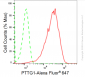 KD-Validated Anti-PTTG1 Rabbit Monoclonal Antibody