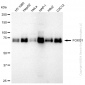 KD-Validated Anti-FOXO1 Rabbit Monoclonal Antibody