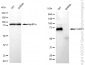 KD-Validated Anti-FOXO1 Rabbit Monoclonal Antibody