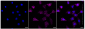 KD-Validated Anti-Forkhead box O4 Rabbit Monoclonal Antibody