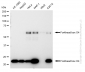 KD-Validated Anti-Forkhead box O4 Rabbit Monoclonal Antibody