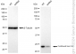 KD-Validated Anti-Forkhead box O4 Rabbit Monoclonal Antibody