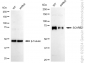 KD-Validated Anti-SCARB2 Rabbit Monoclonal Antibody