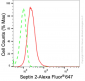 KD-Validated Anti-Septin 2 Rabbit Monoclonal Antibody