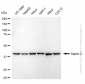 KD-Validated Anti-Septin 2 Rabbit Monoclonal Antibody