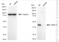 KD-Validated Anti-Septin 2 Rabbit Monoclonal Antibody
