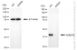 KD-Validated Anti-RABEPK Rabbit Monoclonal Antibody