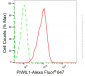 KD-Validated Anti-PIWIL1 Rabbit Monoclonal Antibody
