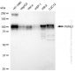 KD-Validated Anti-PIWIL1 Rabbit Monoclonal Antibody