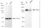 KD-Validated Anti-PIWIL1 Rabbit Monoclonal Antibody