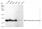 KD-Validated Anti-Phospholipid Scramblase 1 Rabbit Monoclonal Antibody