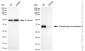 KD-Validated Anti-Phospholipid Scramblase 1 Rabbit Monoclonal Antibody