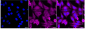 KD-Validated Anti-Peptidylprolyl Isomerase D Rabbit Monoclonal Antibody