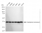 KD-Validated Anti-Peptidylprolyl Isomerase D Rabbit Monoclonal Antibody