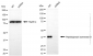 KD-Validated Anti-Peptidylprolyl Isomerase D Rabbit Monoclonal Antibody