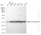 KD-Validated Anti-Peroxiredoxin 4 Rabbit Monoclonal Antibody