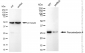 KD-Validated Anti-Peroxiredoxin 4 Rabbit Monoclonal Antibody