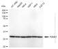 KD-Validated Anti-PSMA1 Rabbit Monoclonal Antibody