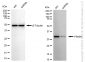 KD-Validated Anti-PSMA1 Rabbit Monoclonal Antibody