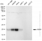 KD-Validated Anti-PERP Rabbit Monoclonal Antibody