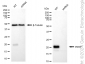 KD-Validated Anti-PERP Rabbit Monoclonal Antibody