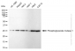 KD-Validated Anti-Phosphoglycerate Mutase 1 Rabbit Monoclonal Antibody
