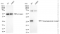 KD-Validated Anti-Phosphoglycerate Mutase 1 Rabbit Monoclonal Antibody