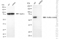 KD-Validated Anti-Sulfite Oxidase Rabbit Monoclonal Antibody