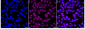 KD-Validated Anti-Ubiquitin Specific Peptidase 39 Rabbit Monoclonal Antibody